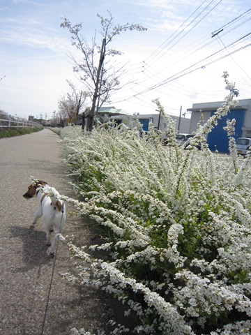f0100871_1759429.jpg