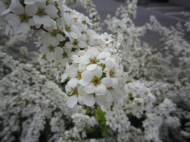 f0100871_1801894.jpg