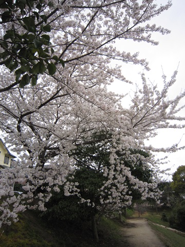 f0100871_18268.jpg