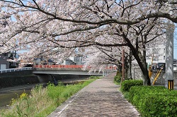 春爛漫 太宰府の桜 2014_f0306071_14125554.jpg