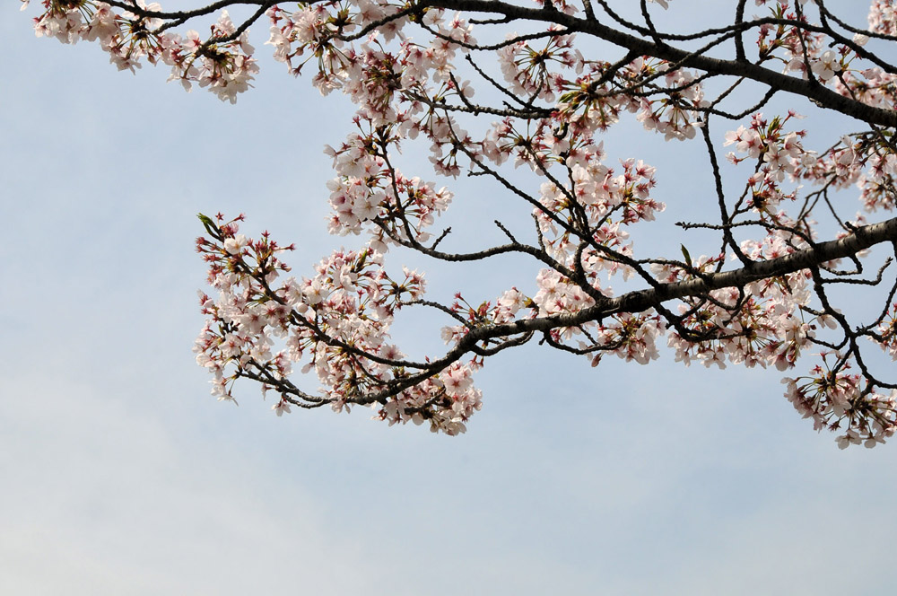 春爛漫 太宰府の桜 2014_f0306071_150184.jpg