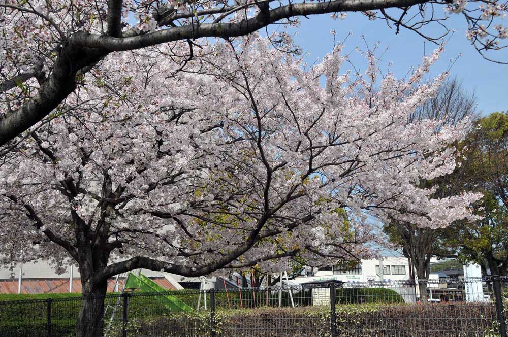 春爛漫 太宰府の桜 2014_f0306071_1503732.jpg