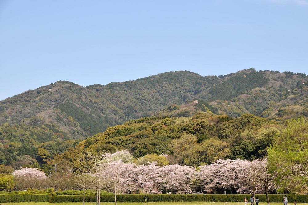 春爛漫 太宰府の桜 2014_f0306071_15112269.jpg