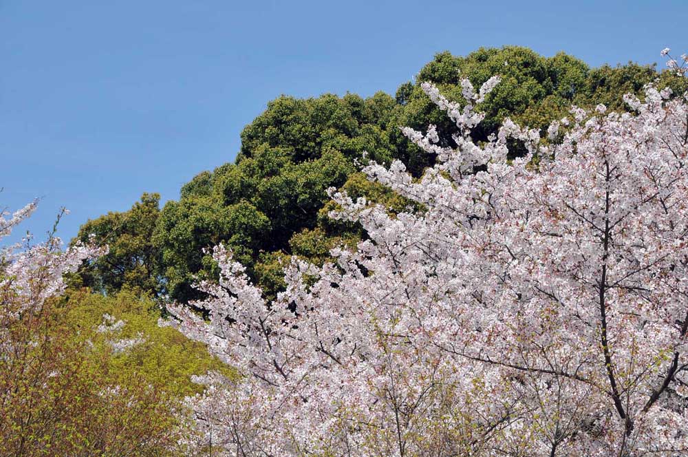 春爛漫 太宰府の桜 2014_f0306071_15124379.jpg