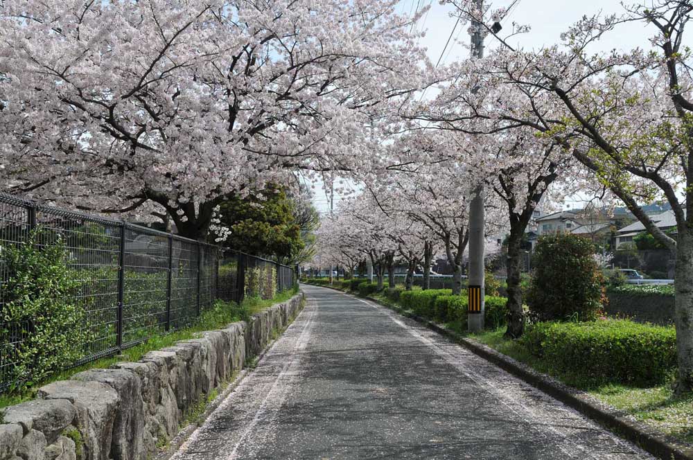 春爛漫 太宰府の桜 2014_f0306071_1513276.jpg