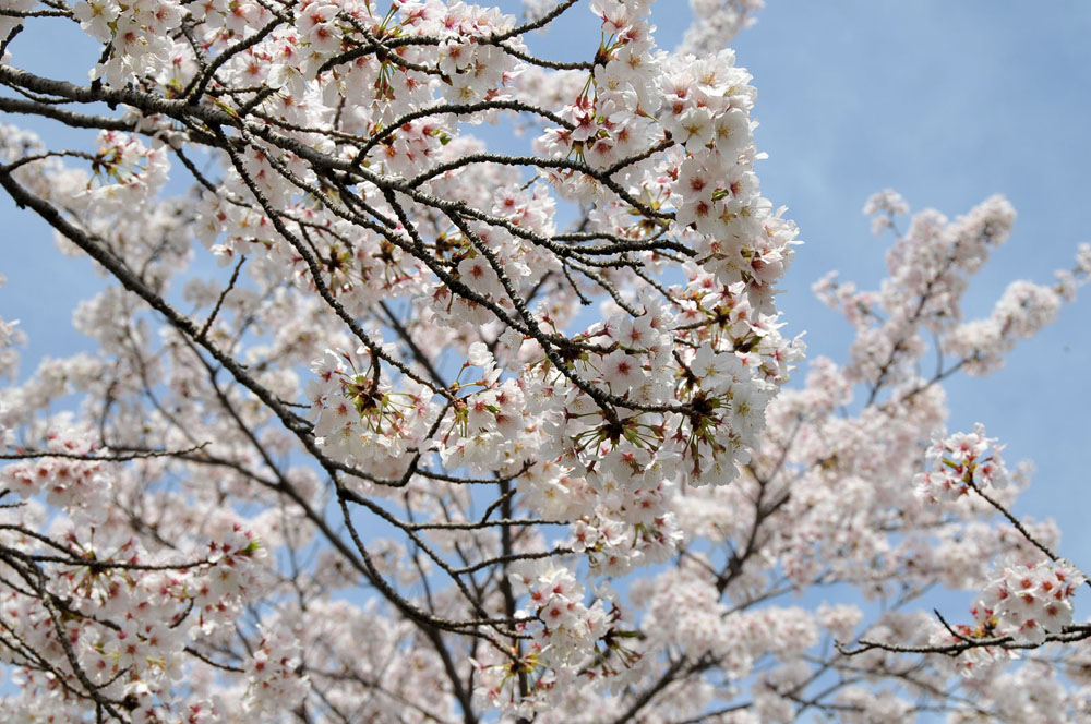 春爛漫 太宰府の桜 2014_f0306071_151348.jpg