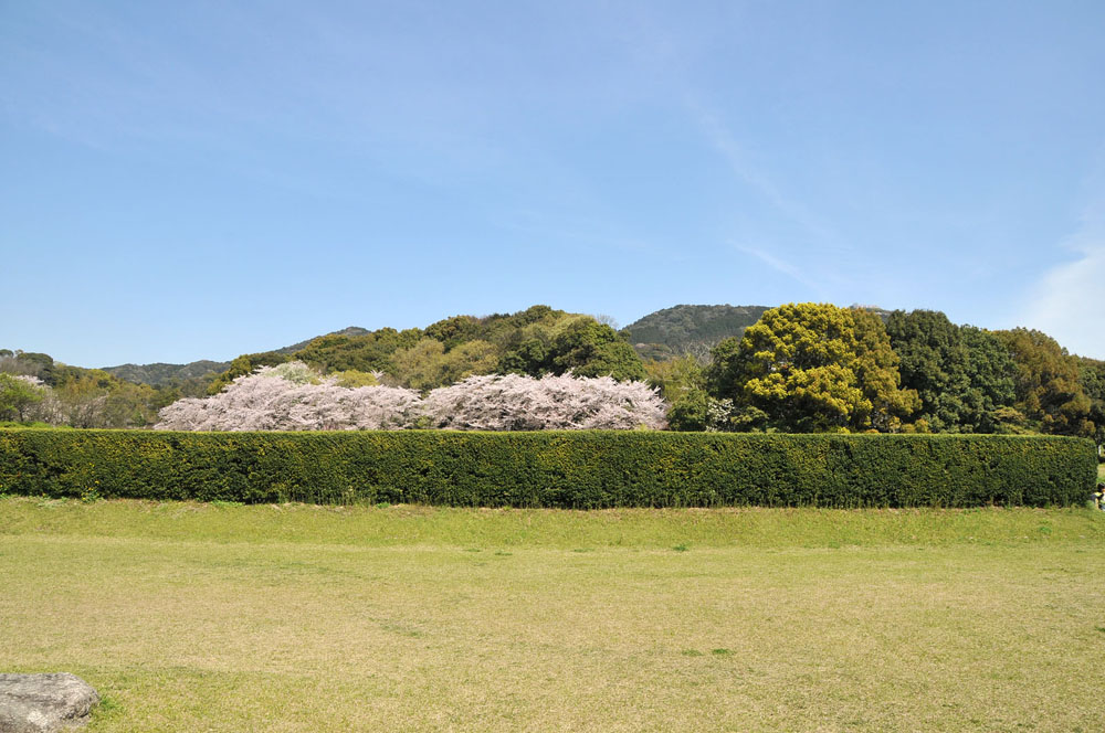 春爛漫 太宰府の桜 2014_f0306071_1513599.jpg