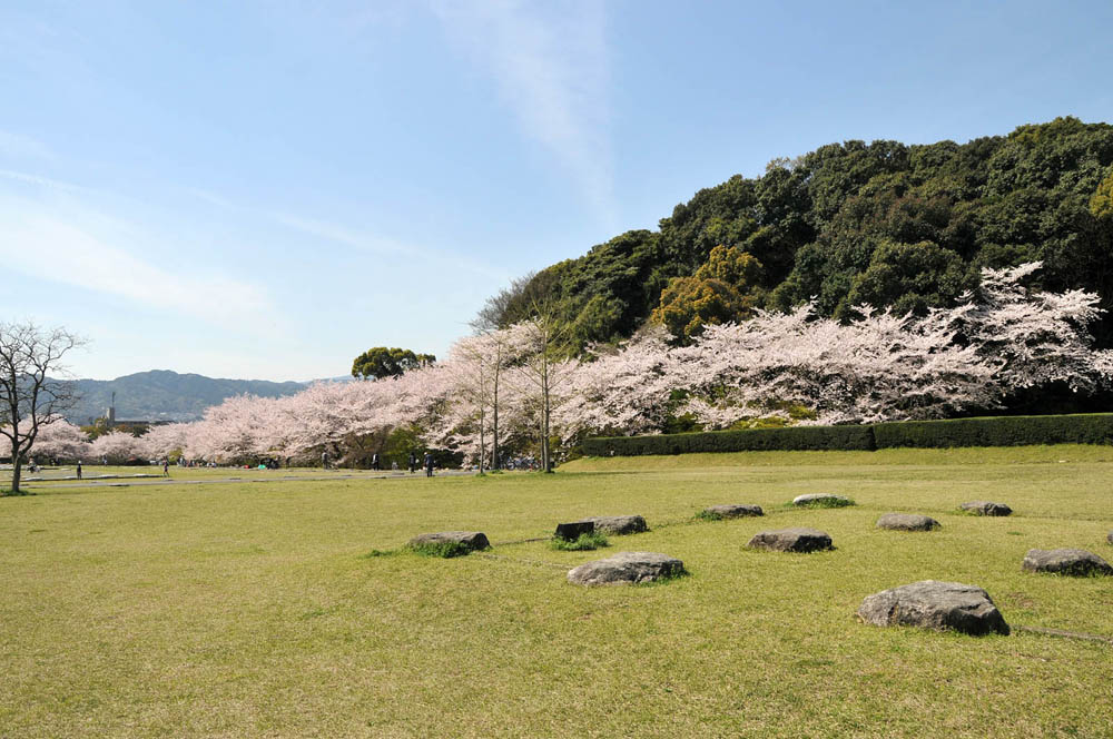 春爛漫 太宰府の桜 2014_f0306071_15141970.jpg