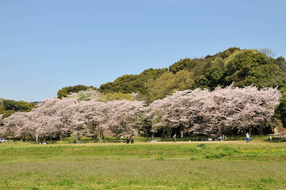 春爛漫 太宰府の桜 2014_f0306071_1515558.jpg