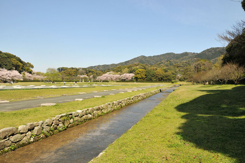 春爛漫 太宰府の桜 2014_f0306071_15162110.jpg