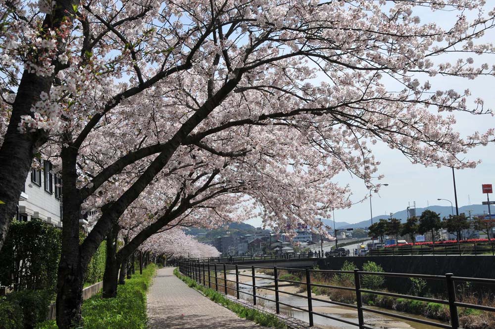 春爛漫 太宰府の桜 2014_f0306071_1555998.jpg