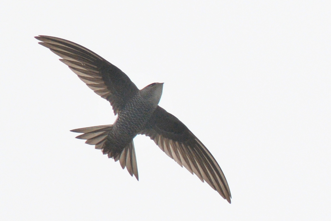 アマツバメ_f0053272_14362496.jpg