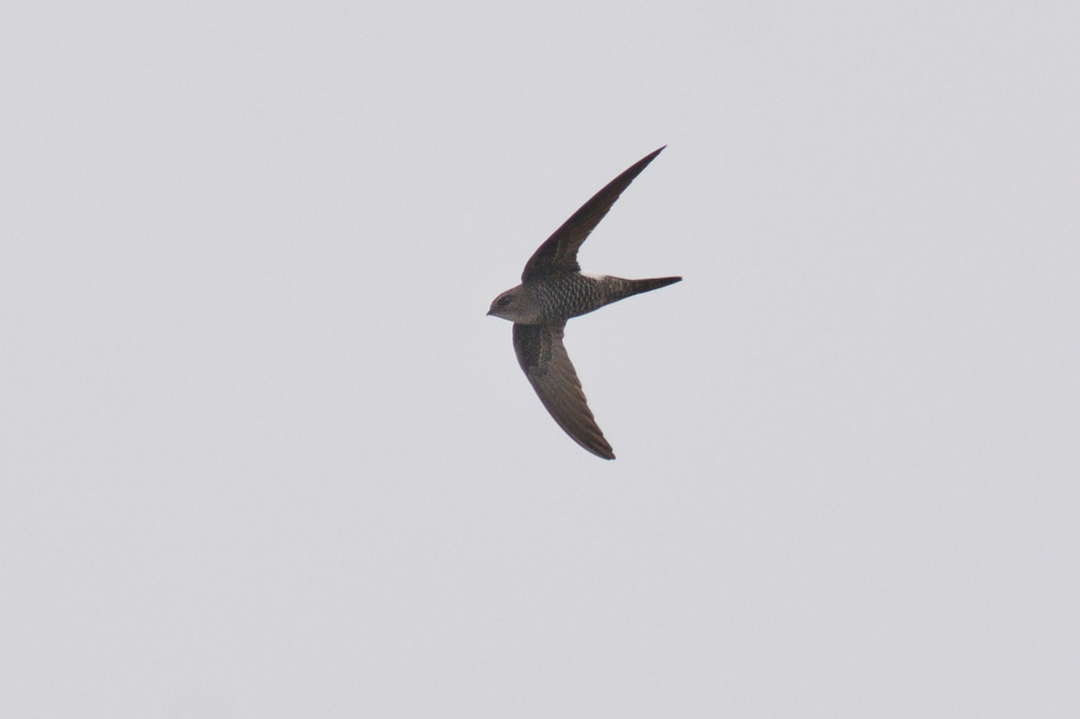 アマツバメ_f0053272_1439332.jpg