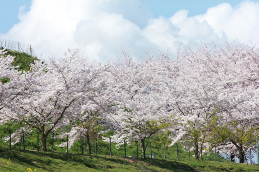 イチゴ狩りのあとはお花見_b0170373_12545120.jpg