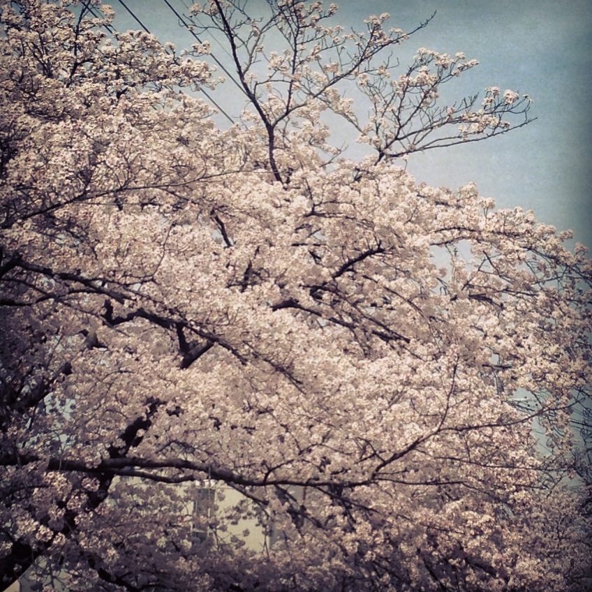 桜、満開ですねー。_f0054977_19172739.jpg