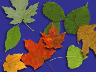 d0136282_1135243.gif