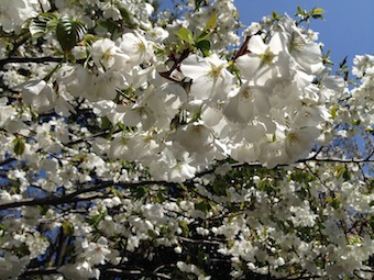 散る桜と落ちる椿の公園散策_a0191183_18432916.jpg