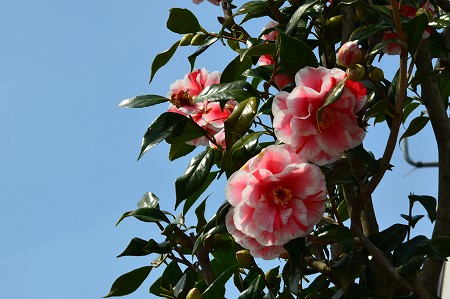 c0229483_095671.jpg