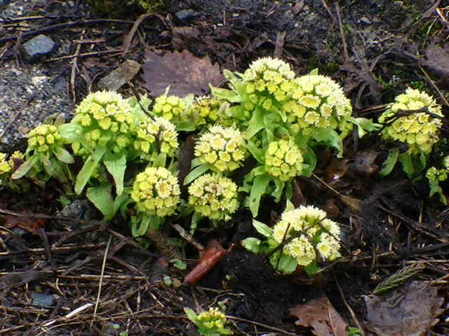 a0140584_923579.jpg
