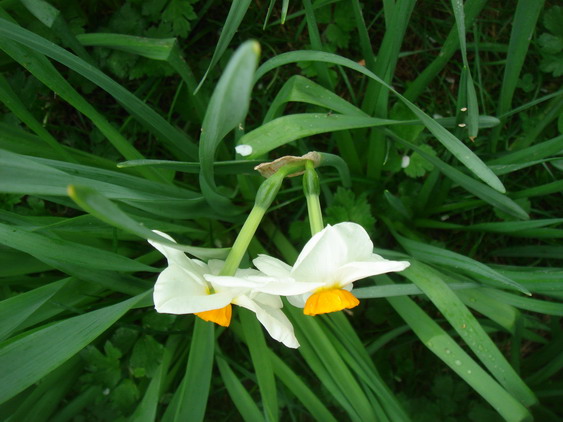 二輪咲き水仙 Narcisse A Deux Fleurs フランス Bons Vivants Idees