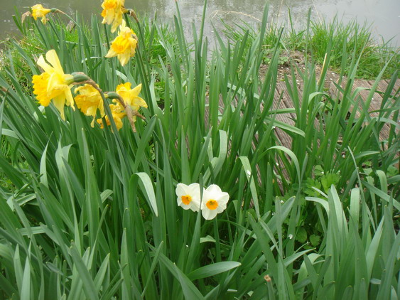 二輪咲き水仙 Narcisse à deux fleurs : フランス Bons vivants 二輪咲き水仙 Narcisse à deux fleurs : フランス Bons vivants