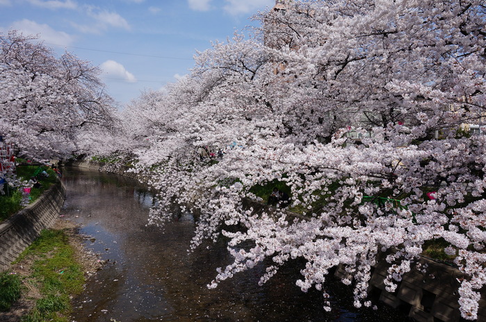 五条川の桜_c0211991_611391.jpg