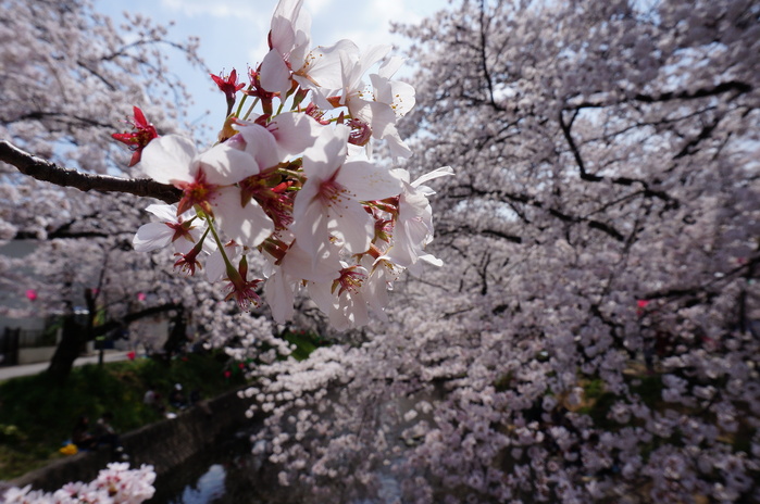 五条川の桜_c0211991_6141695.jpg