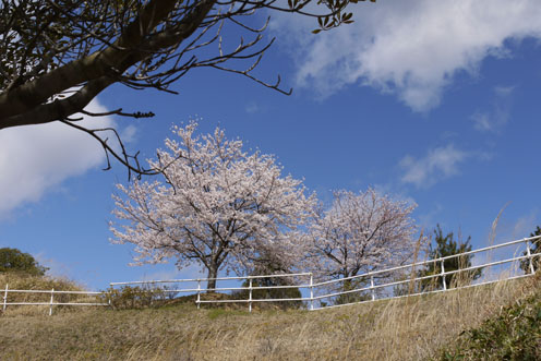 裏山の桜だより…早くも満開に_f0222692_14224337.jpg