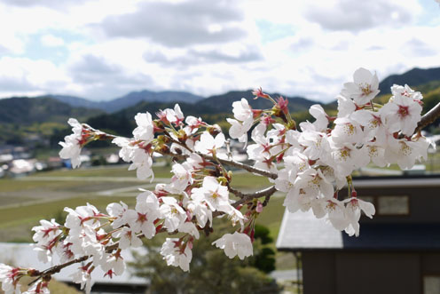 裏山の桜だより…早くも満開に_f0222692_14251553.jpg