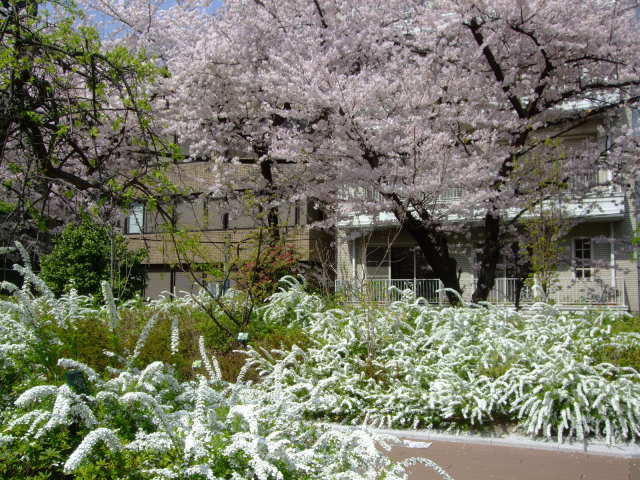 お花見散歩　上野公園～神田明神～御茶ノ水_f0100593_19565443.jpg