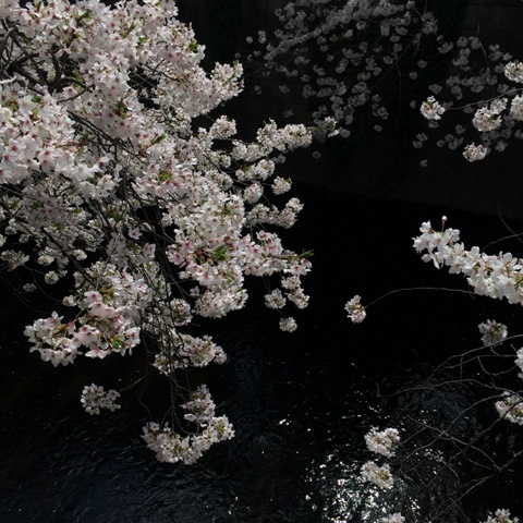 今年の桜が散っていきます・・・_f0083294_19192445.jpg