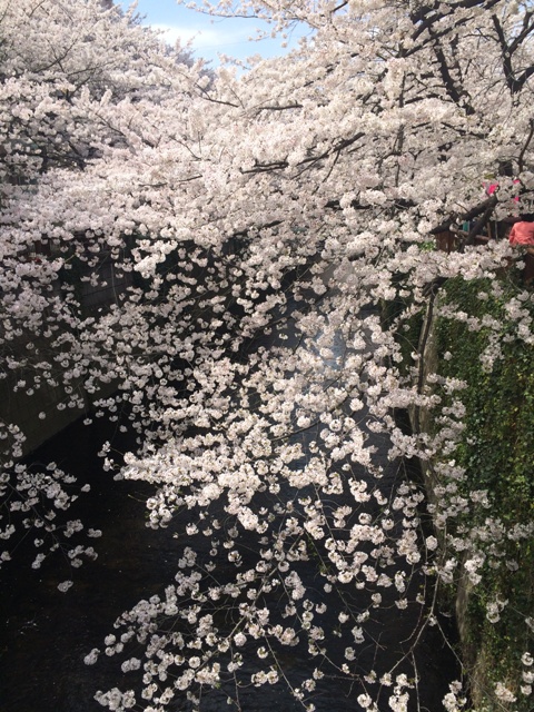 今年の桜が散っていきます・・・_f0083294_19201114.jpg