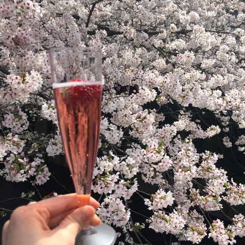 今年の桜が散っていきます・・・_f0083294_19235199.jpg