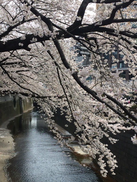 今年の桜が散っていきます・・・_f0083294_19264234.jpg