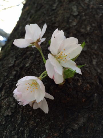 2014年の桜(7)_b0129897_1340312.jpg