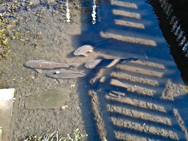 a0276099_23571445.jpeg