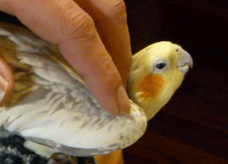 b0240299_15211814.gif