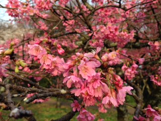 小金井公園のサクラ八分咲き　　　　☆　　　ミツバチ女王蜂の羽きり撮影_e0297499_14343192.jpg