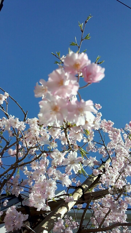 昼桜  枝垂れ桜 植樹祭_d0092901_2155821.jpg