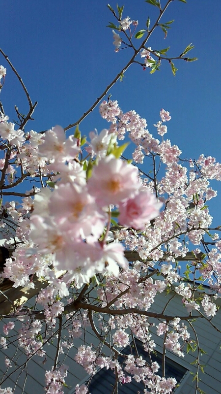 昼桜  枝垂れ桜 植樹祭_d0092901_2173385.jpg