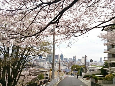 各地の桜をチェックしながら。。移動！_b0153002_14531023.jpg