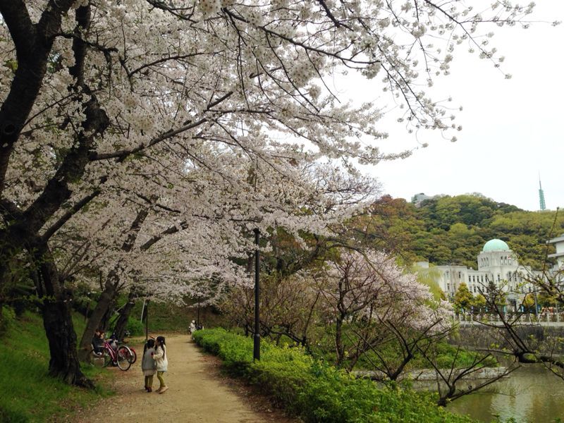 松山城 堀端の桜_f0327704_11463140.jpg