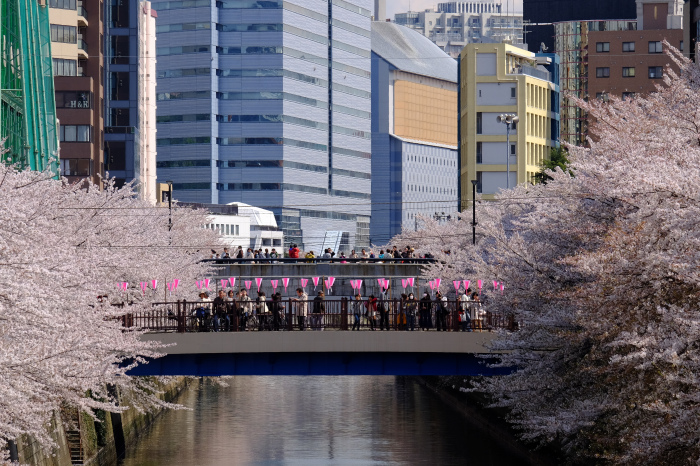 目黒川桜便り_b0142405_21484603.jpg