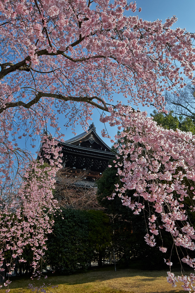 知恩院　友禅苑　_b0221605_845767.jpg