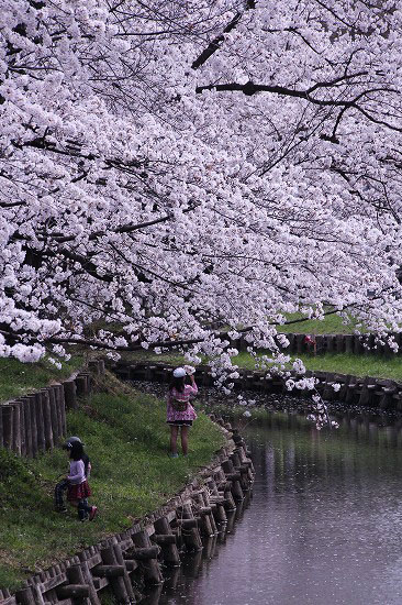 小江戸川越でお花見_e0255509_21254735.jpg