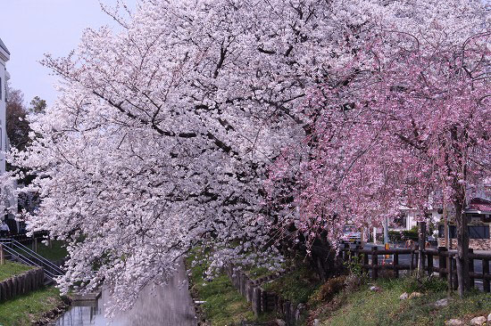 小江戸川越でお花見_e0255509_21273170.jpg