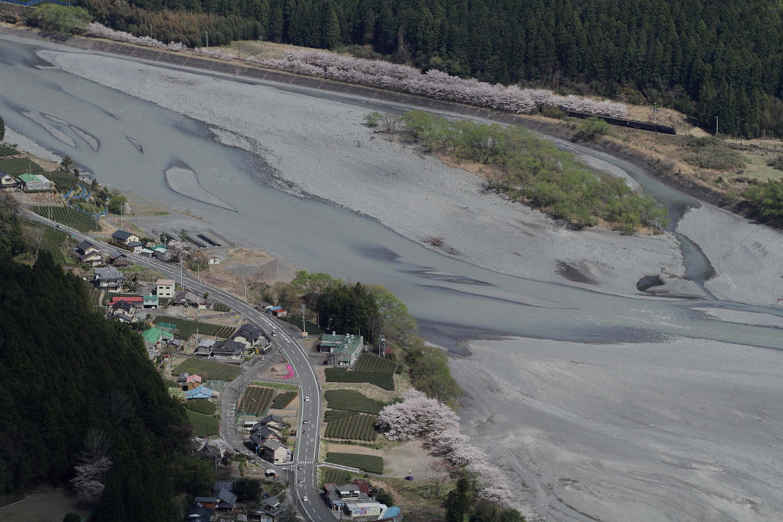 大井川沿いの桜並木 - 2014年早春・大井川 - _b0190710_21551277.jpg