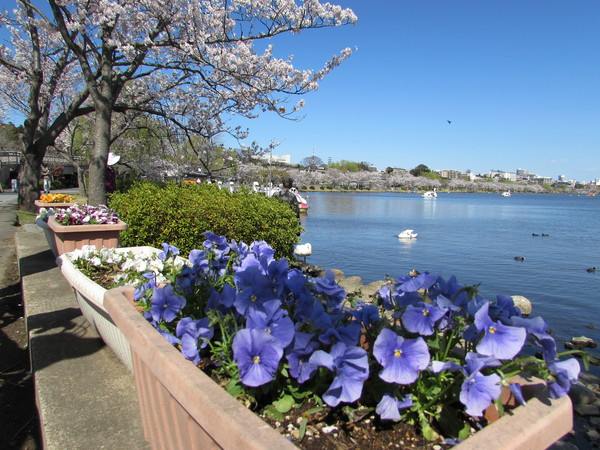 花見_c0018010_23322198.jpg