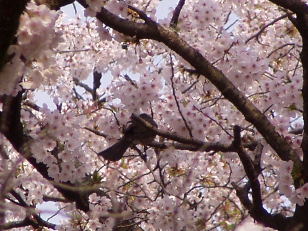 朝日が差し込む　桜に ” 小鳥 ”_f0324510_20340528.jpg