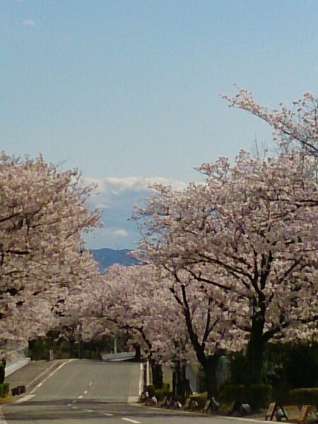 桜_e0211912_10154426.jpg